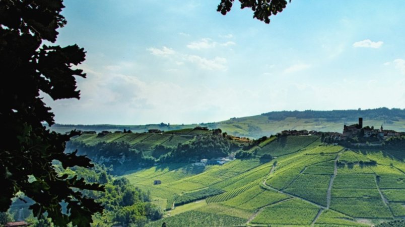 The Wonderful Wines of Piedmont and Liguria!