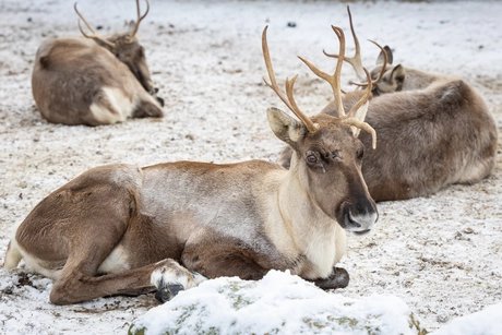 Advent and winter tours at Berlin Zoo