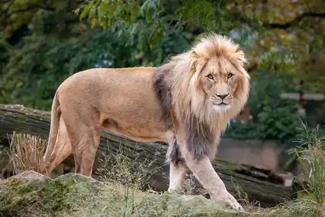 After-work tours at the zoo