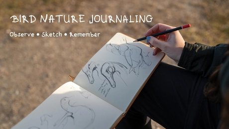 Nature Journaling For Birdwatchers