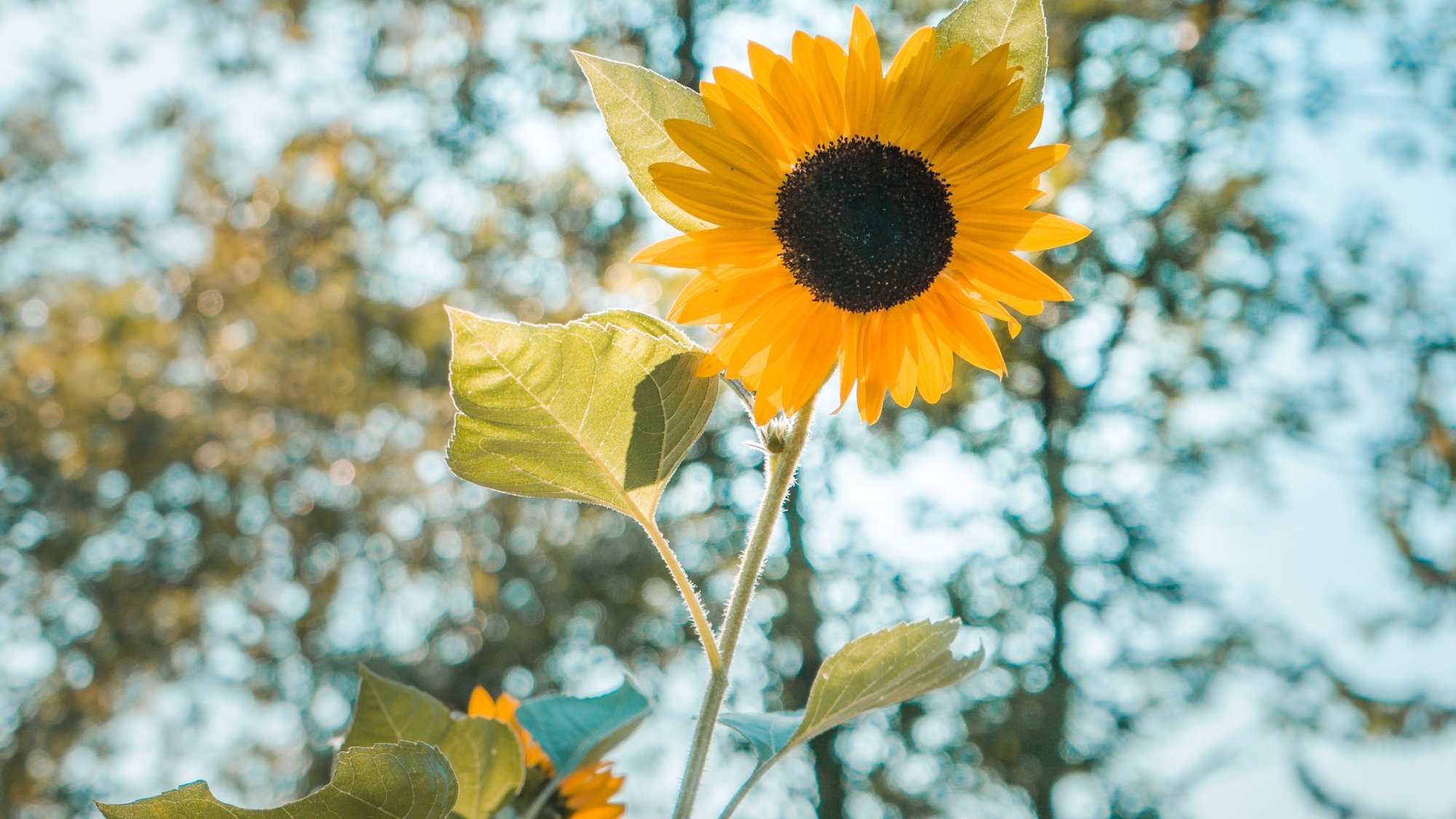 Achtsamer Meditationstag