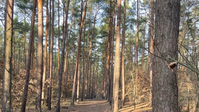 Mindful walking – achtsame Gehmeditation im Grunewald