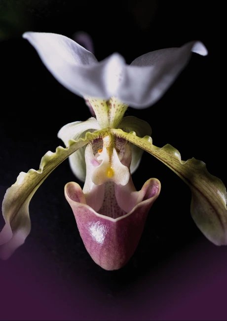 Orchideen: Wild & Wundervoll