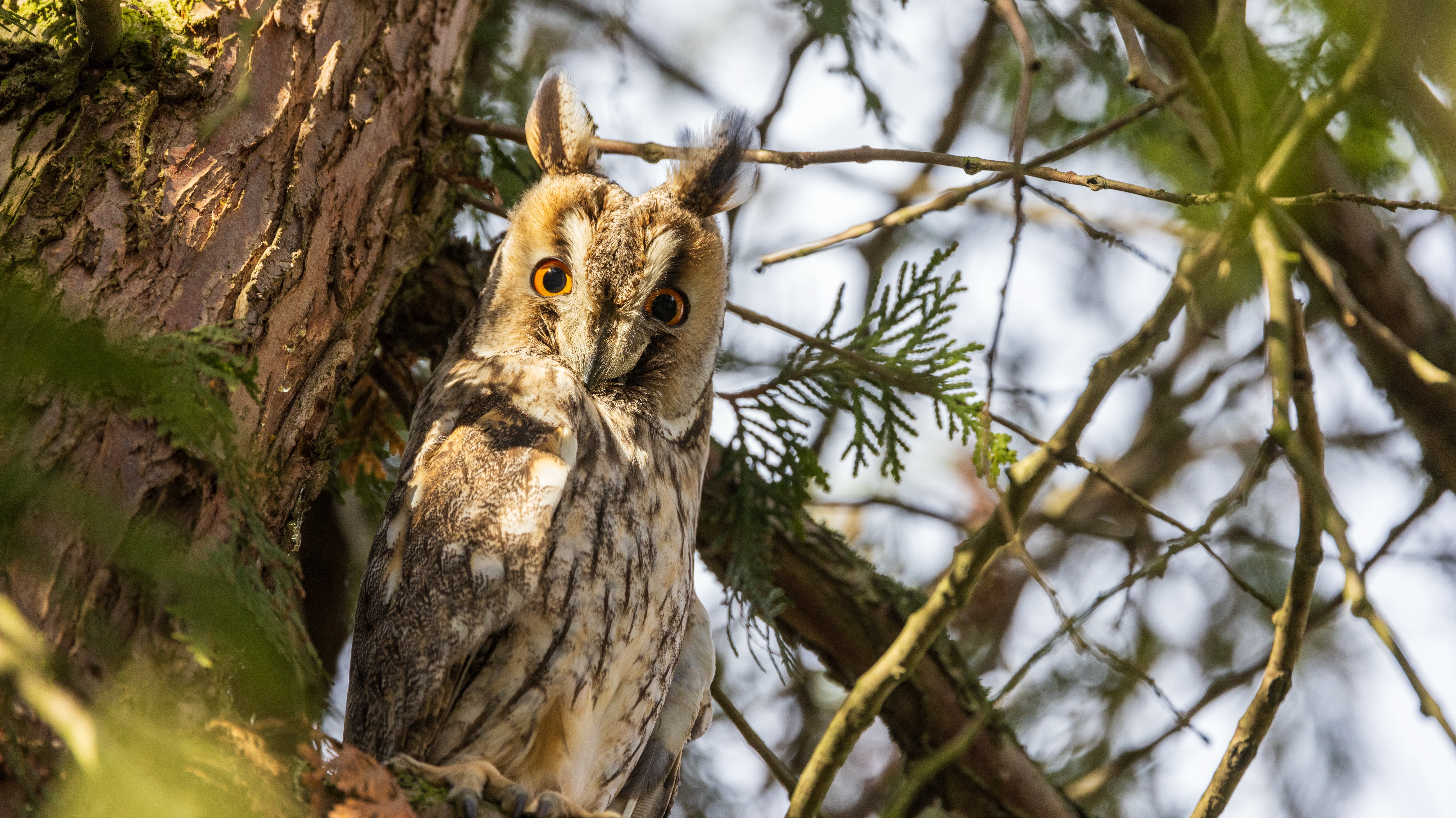 Looking for Owls - Birding