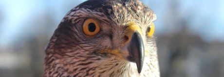 Greifvögel und Falknerei