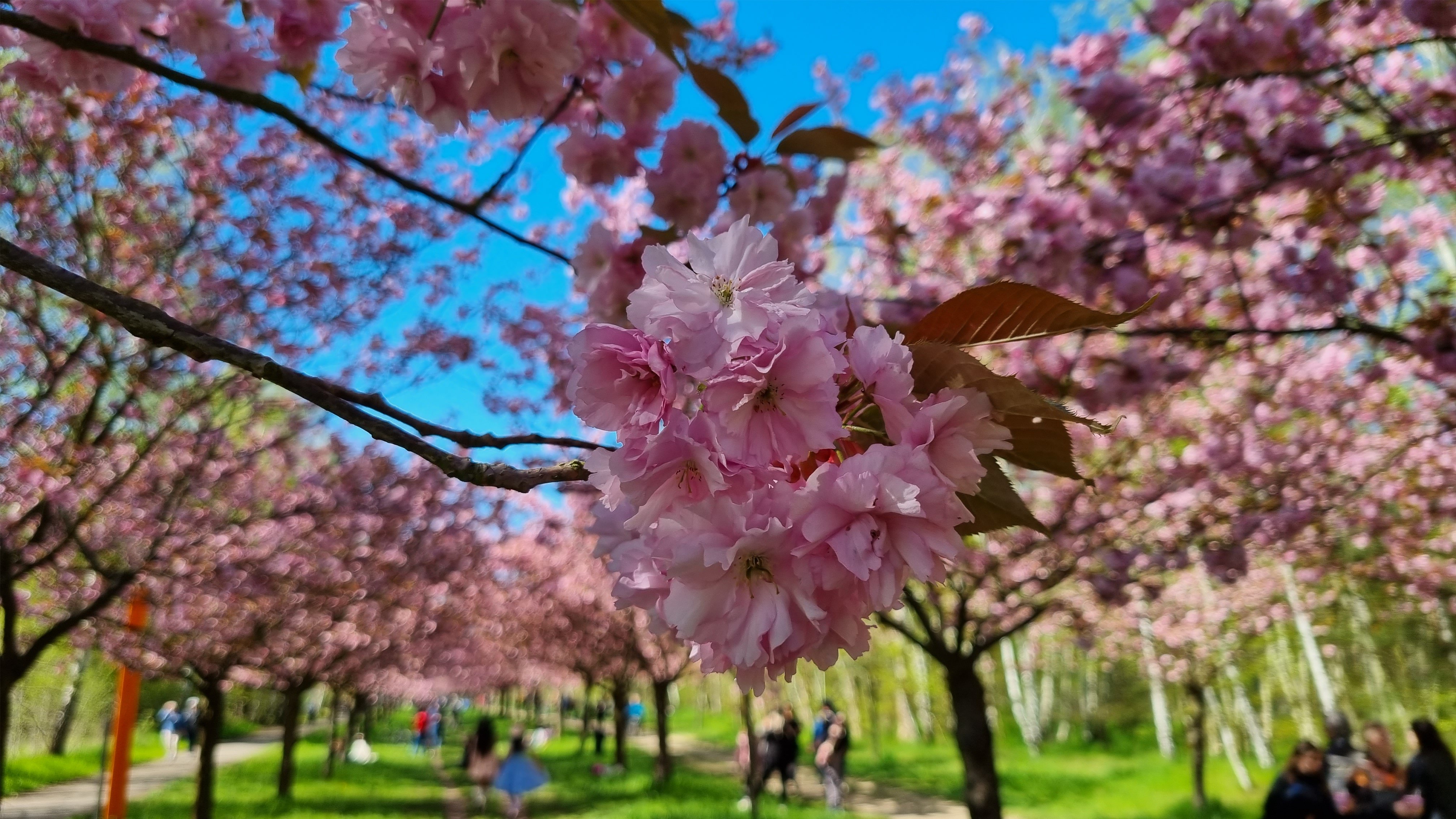 🌸cherry blossom festival@Gärten der Welt🌸「世界の庭園」の桜祭り🌸