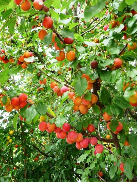 Sweet fruit, crunchy vegetables and fragrant spices
