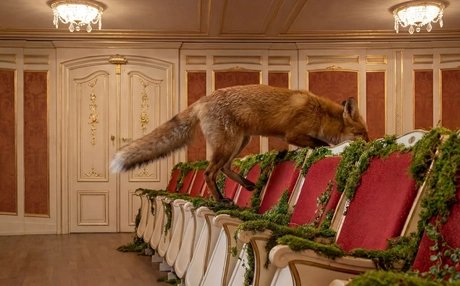 INSIGHT Das schlaue Füchslein