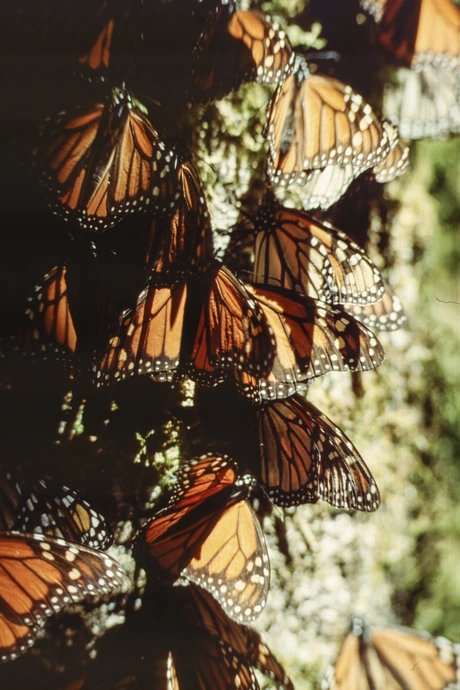 Mariposa Monarca – A Butterfly as a Migrant