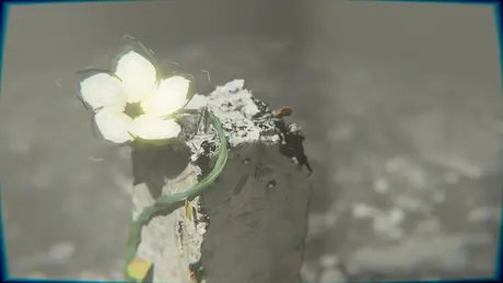 INTERFILM 41: Blooming