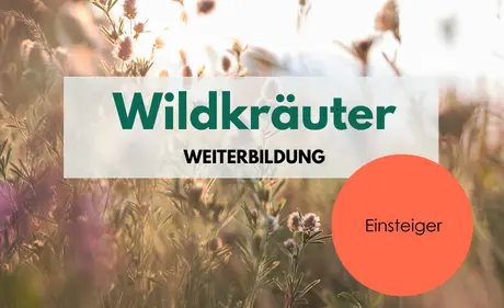 Wild herbs training for beginners