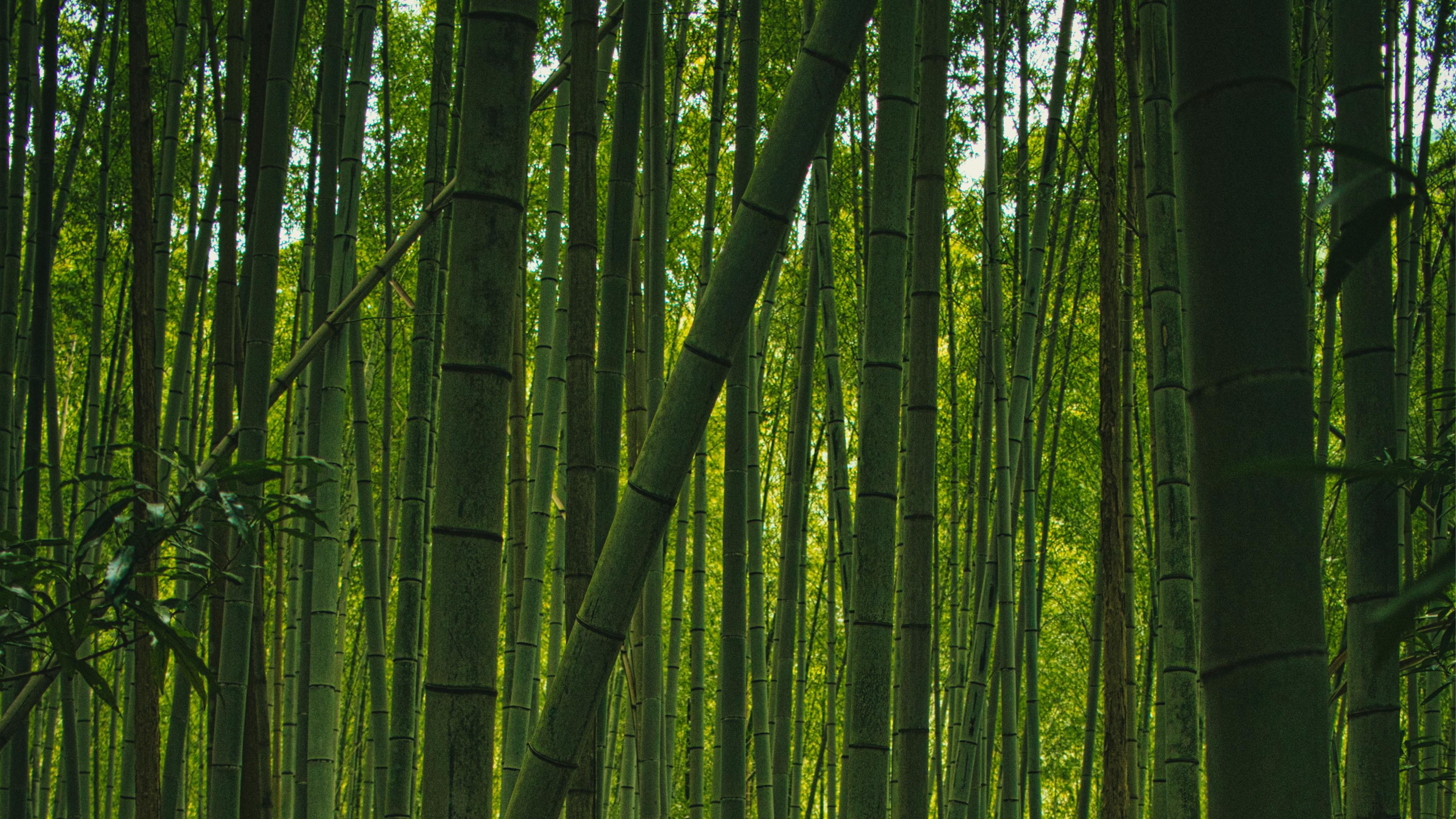 Systemische Aufstellung