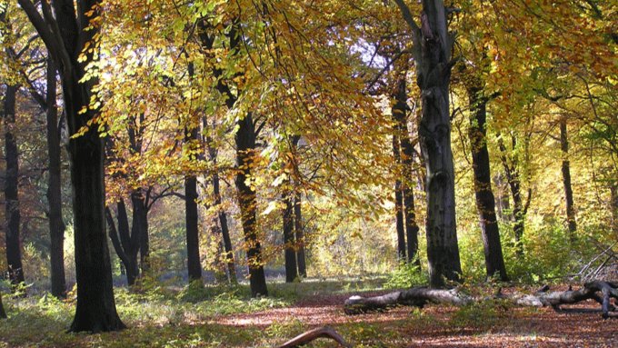 Köpenick Forest Hike 🌲🌊 with later on Coffee in Altstadt ☕🏰
