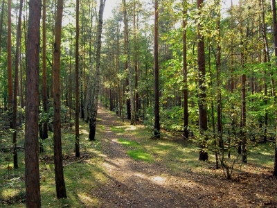 Sunday long: Grünewald forest and Havel bank (15 km)