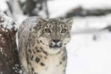 Himalayan expedition