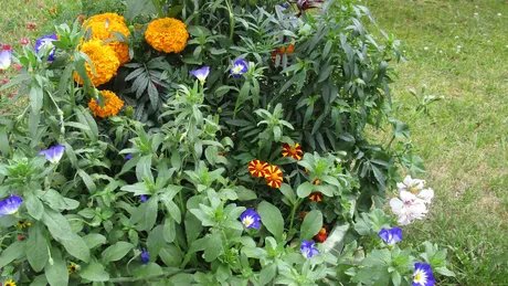 Creative in the castle and park: flower games