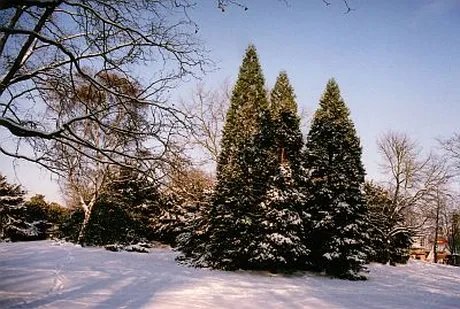 Bärentouren: Trees and their Mythology in the Humboldthain
