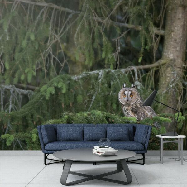 Mystic Forest Owl