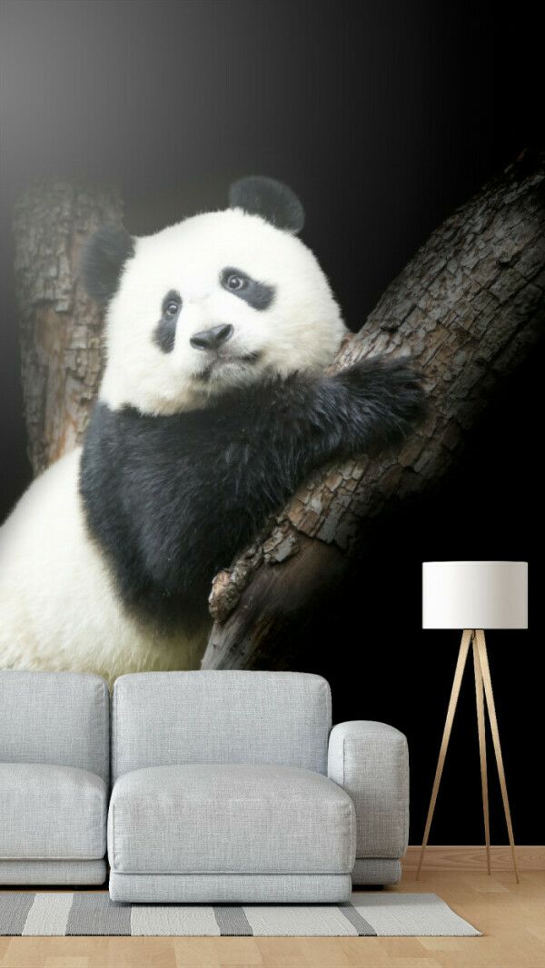 Panda Perch