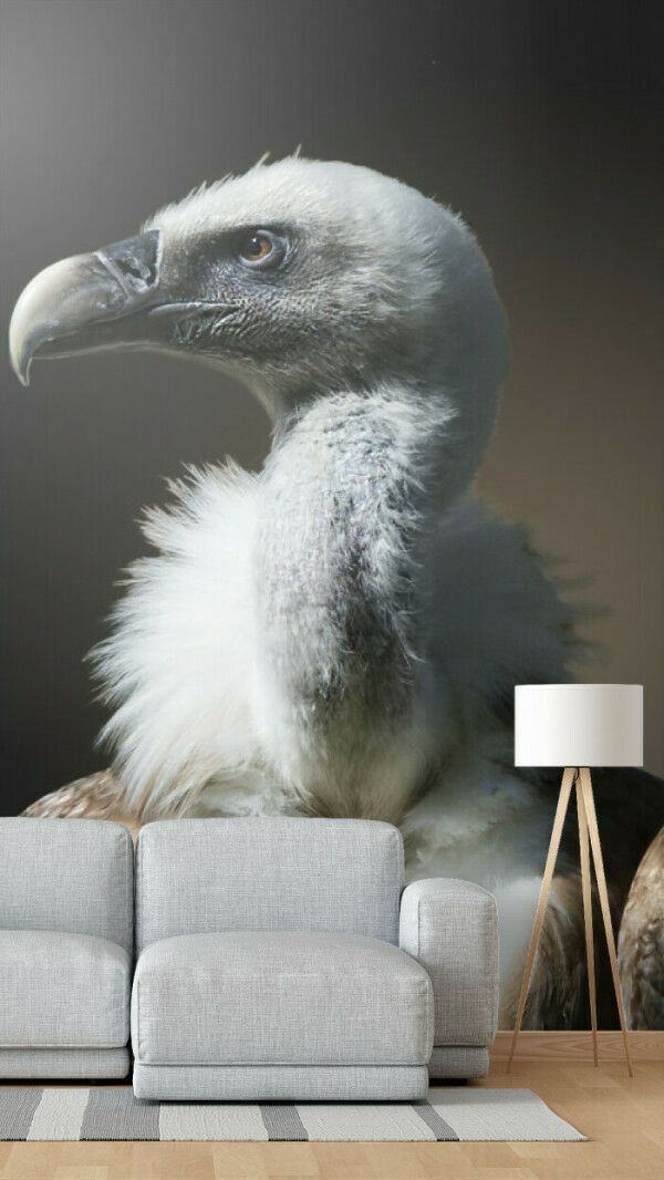 Majestic Vulture Portrait