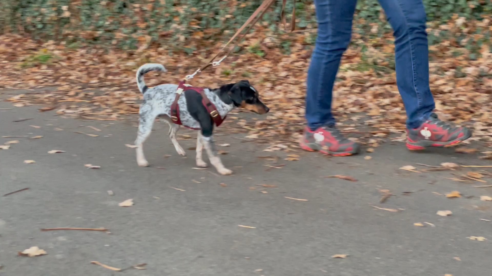 Geschirr-Bewertung Parson Russell Terrier