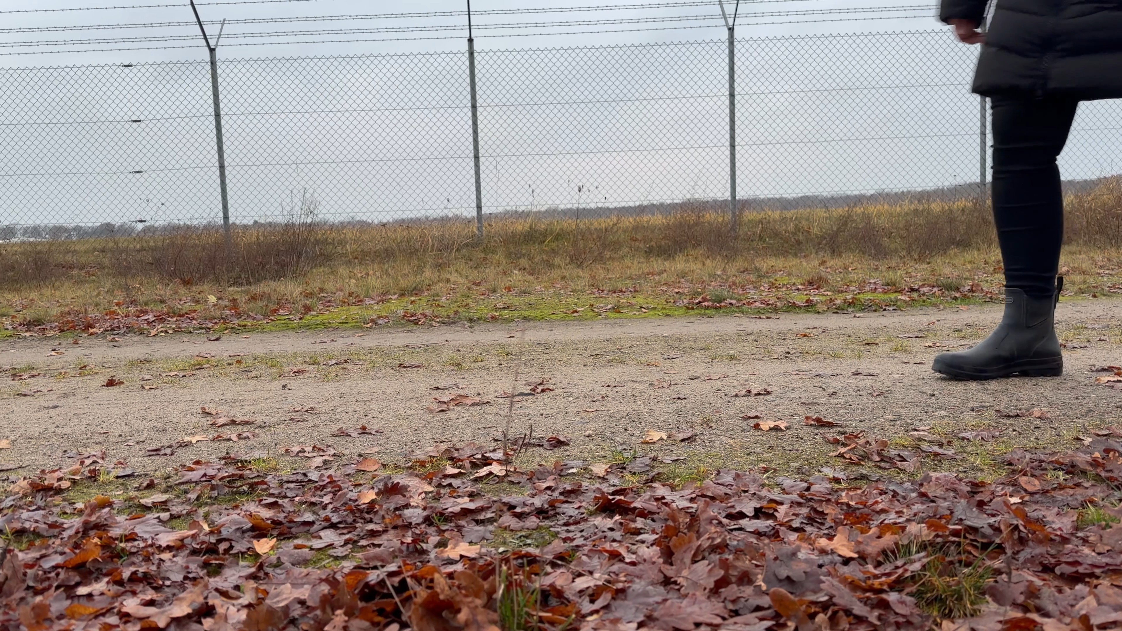 Geschirr-Bewertung Miniatur Amerikanischer Schäferhund