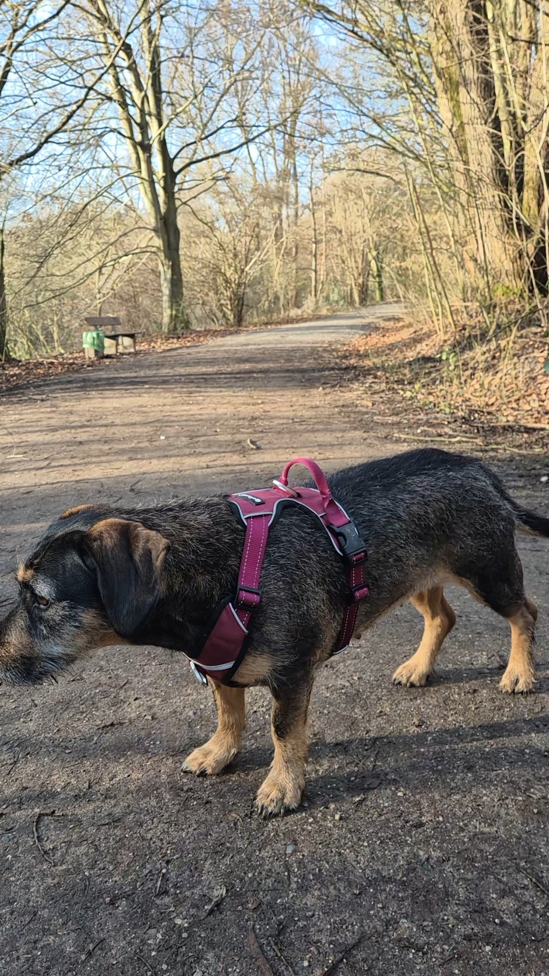 Geschirr-Bewertung Mixed Breed