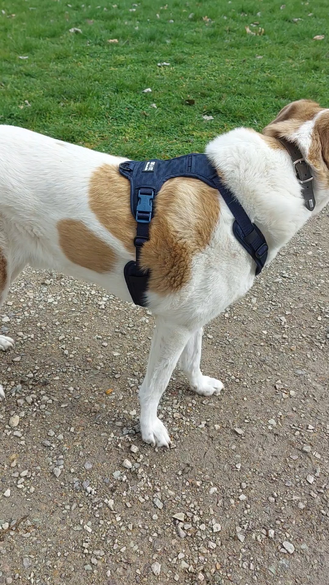 Geschirr-Bewertung Mixed Breed