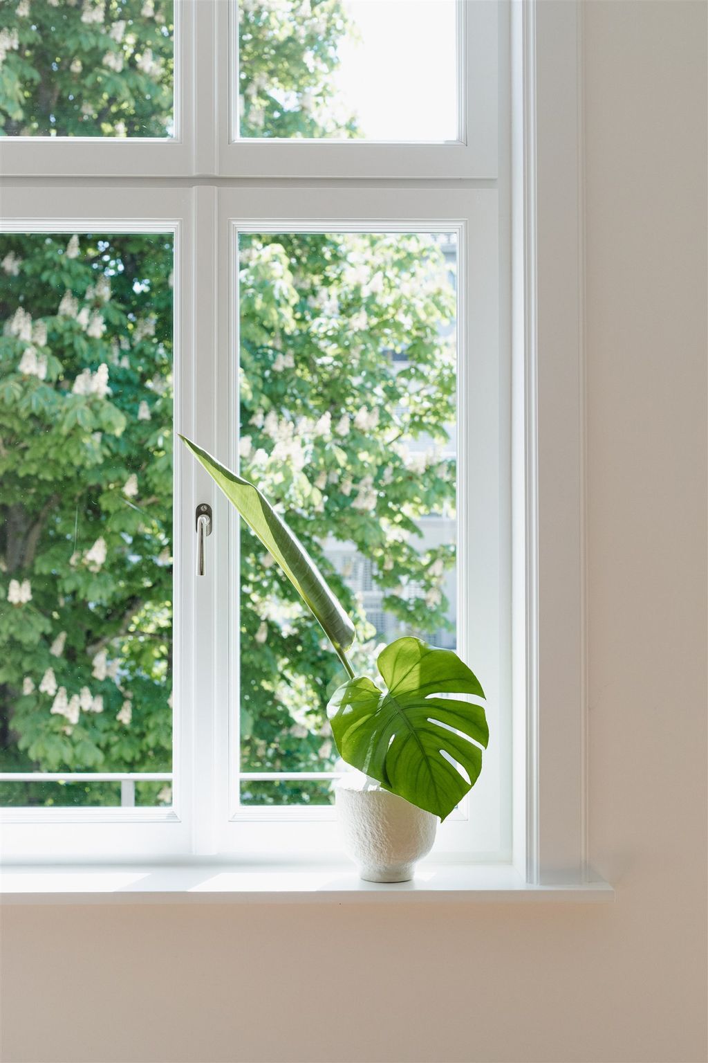 Eine grüne Topfpflanze mit großen Blättern auf einer weißen Fenstersims, draußen sind Bäume sichtbar.