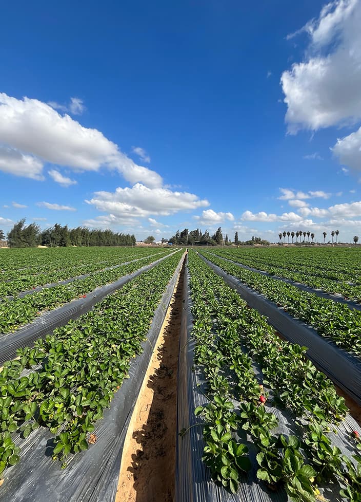 ICAPP FARMS