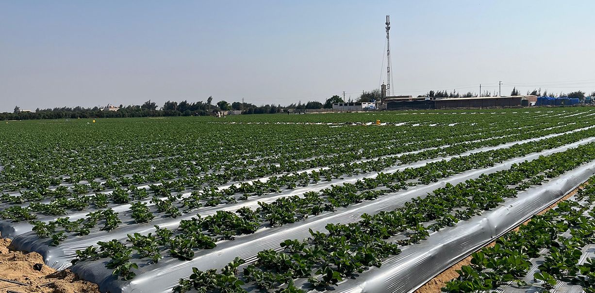 EL SALHIA STRAWBERRY FIELD