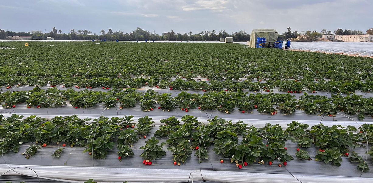 EL NUBARIA STRAWBERRY FIELD
