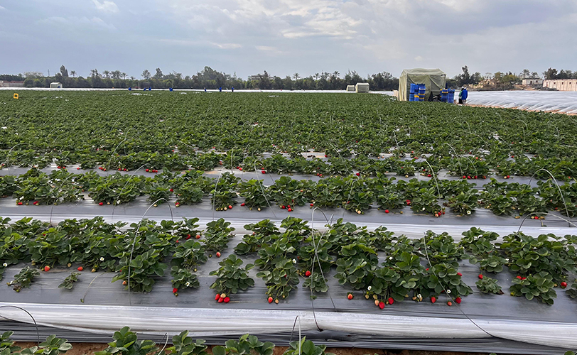 Our Strawberry varieties