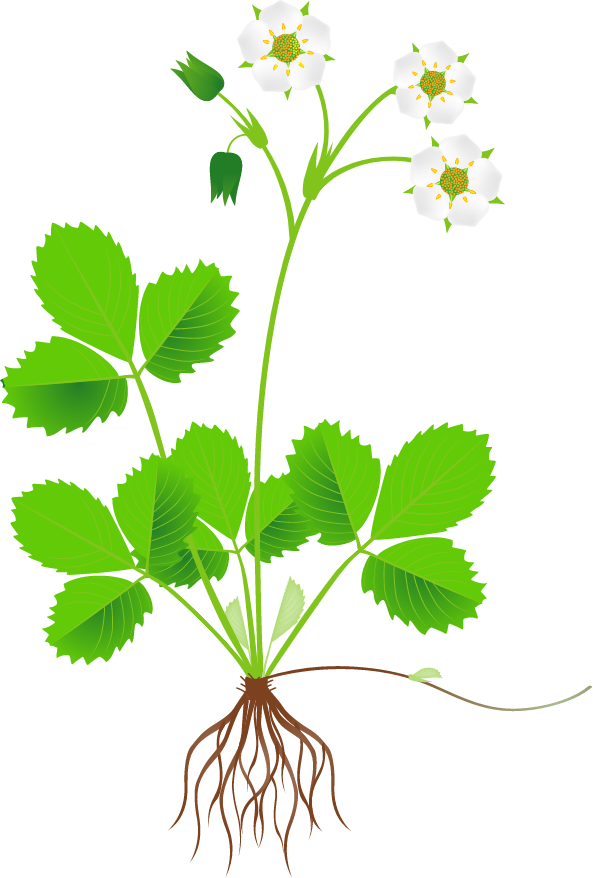 Flowering