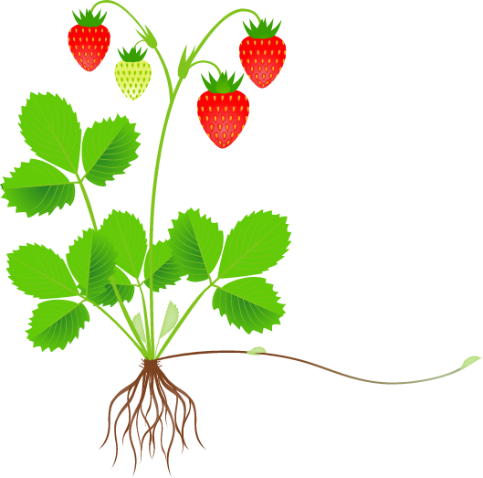 Fruit Development