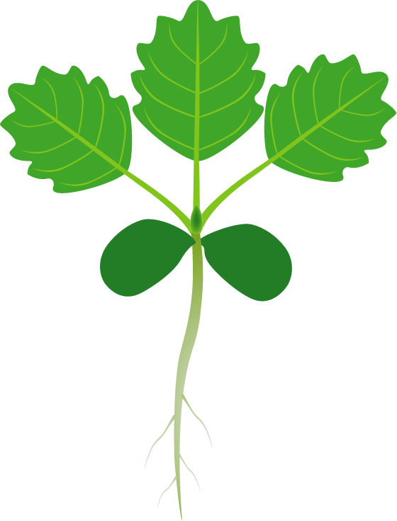 Growth and Development