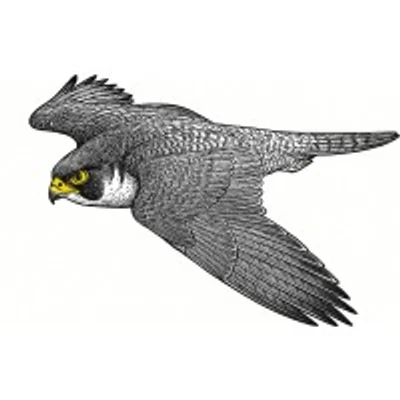 Peregrine logo