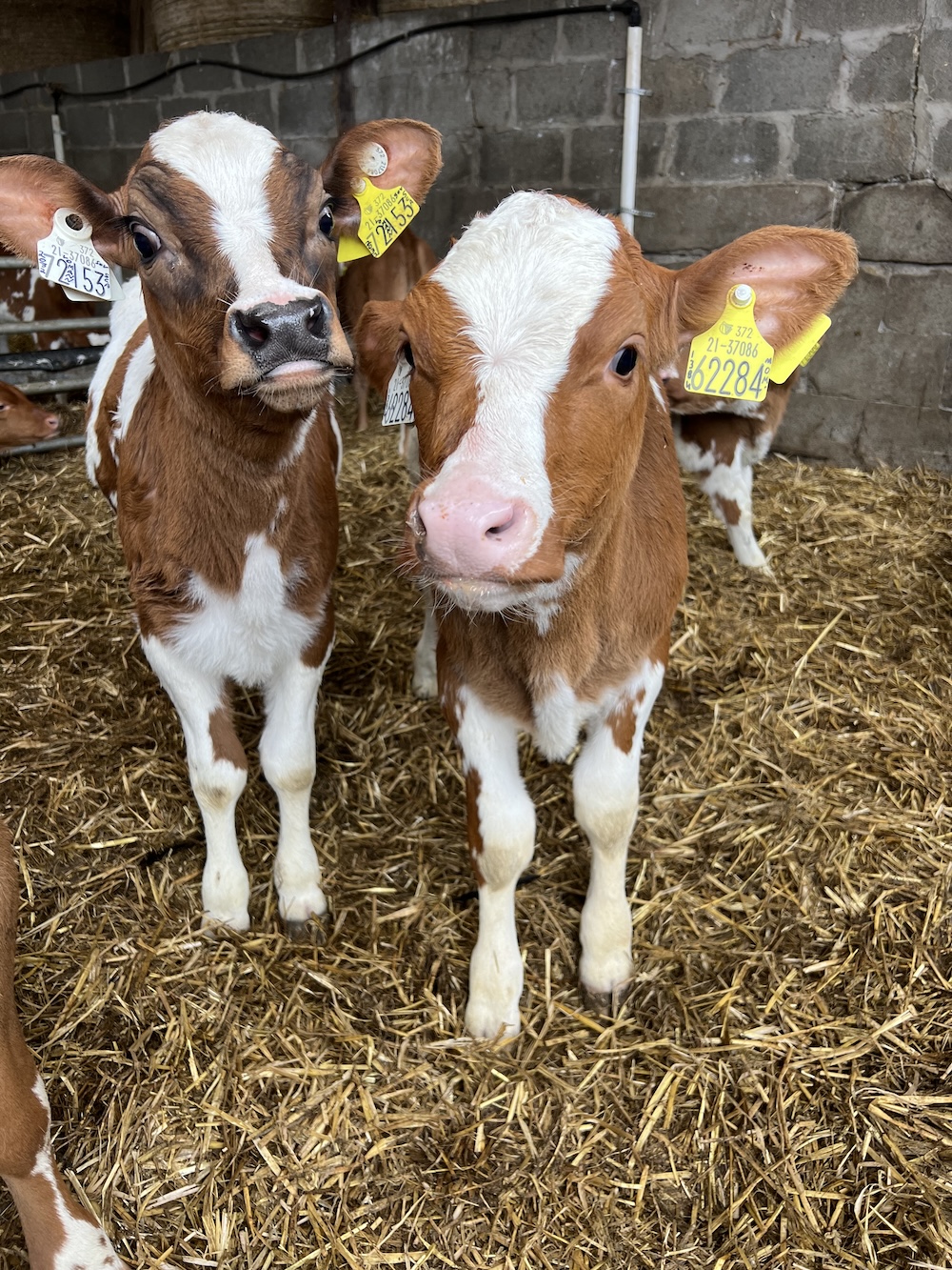 Besuch bei unserer Partnerorganisation für landwirtschaftliche Praktika in Irland