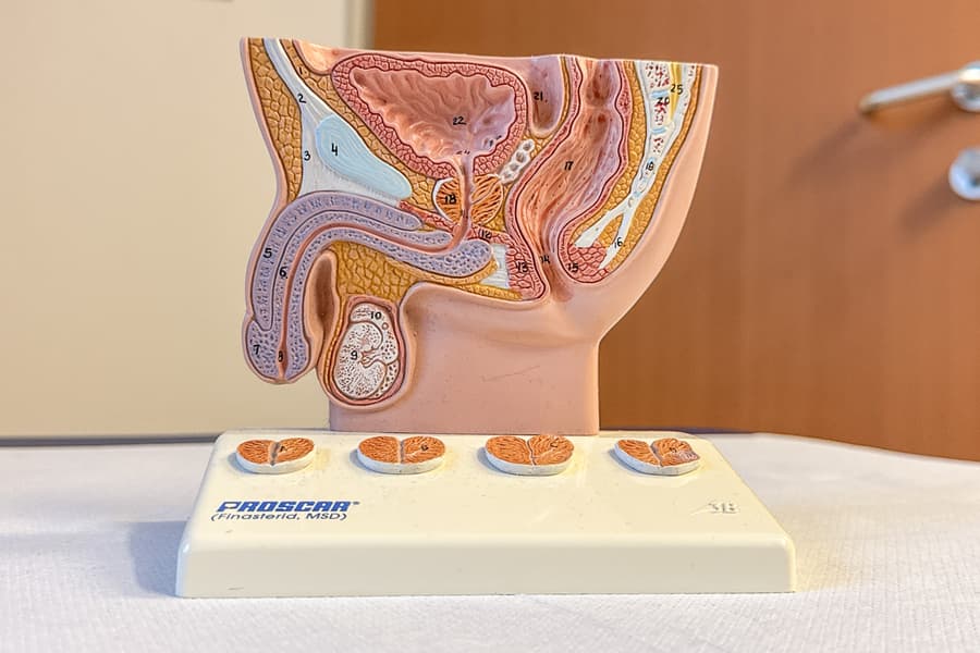 Anatomisches Modell Proscar Männlicher Beckenschnitt