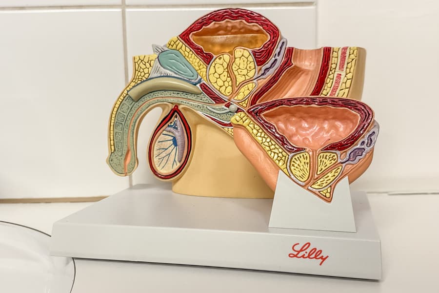 Anatomisches Modell Lilly GPI Anatomicals Männlicher Beckenschnitt