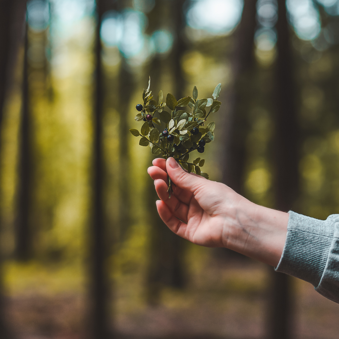 Biomasa Slika trgovine