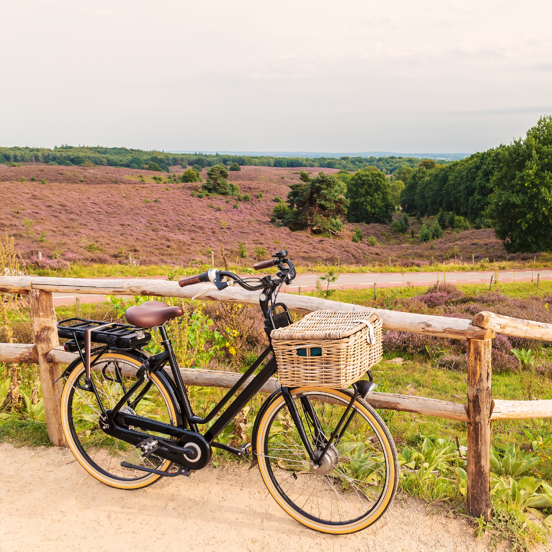 Kolesarski center Bauer Slika trgovine
