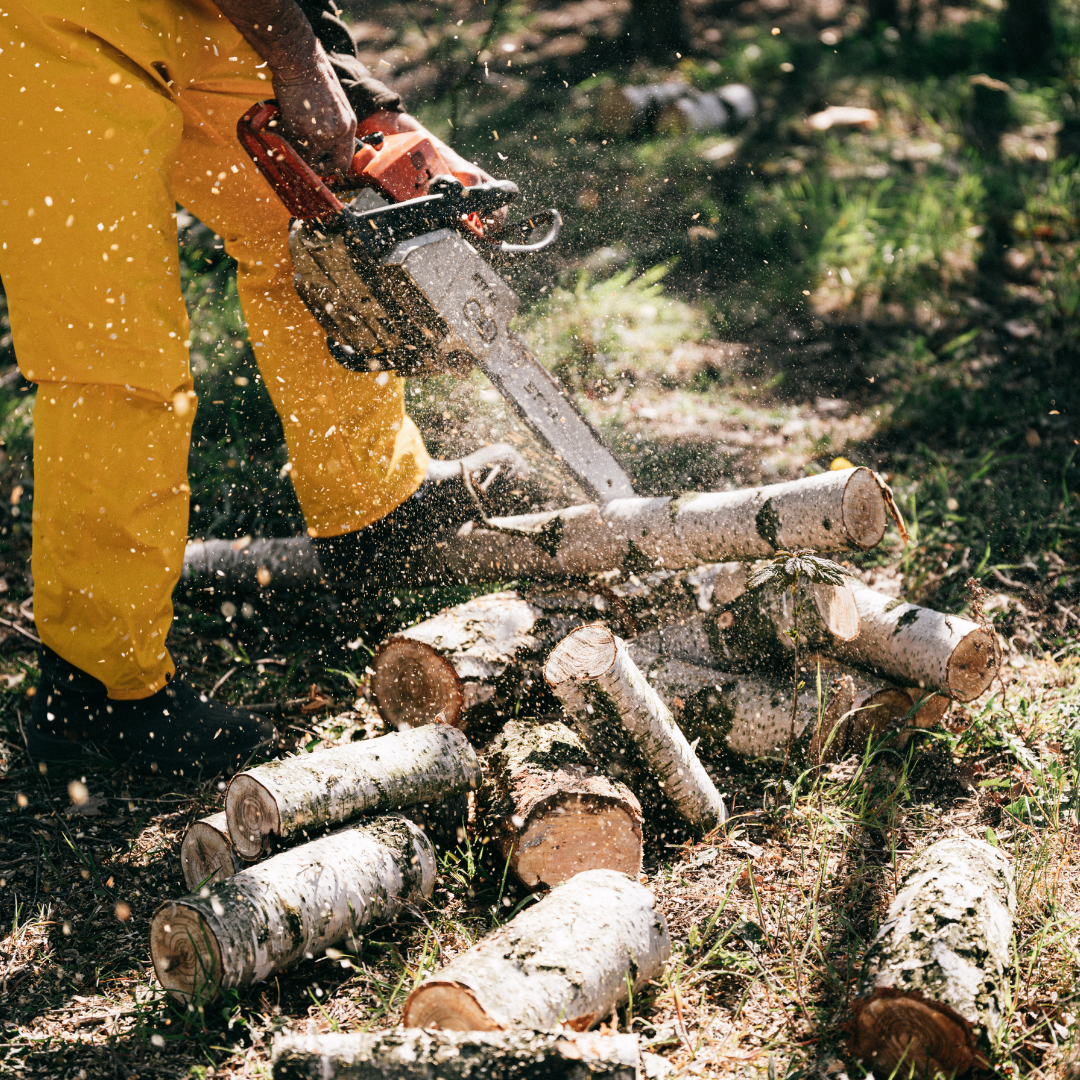 Melavc Slika trgovine