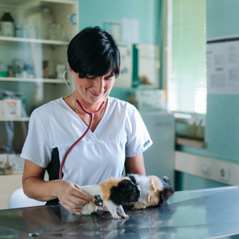 Tačka, veterina in trgovina Slika trgovine