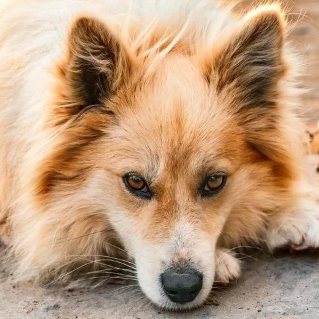 Veterina Buba Slika trgovine