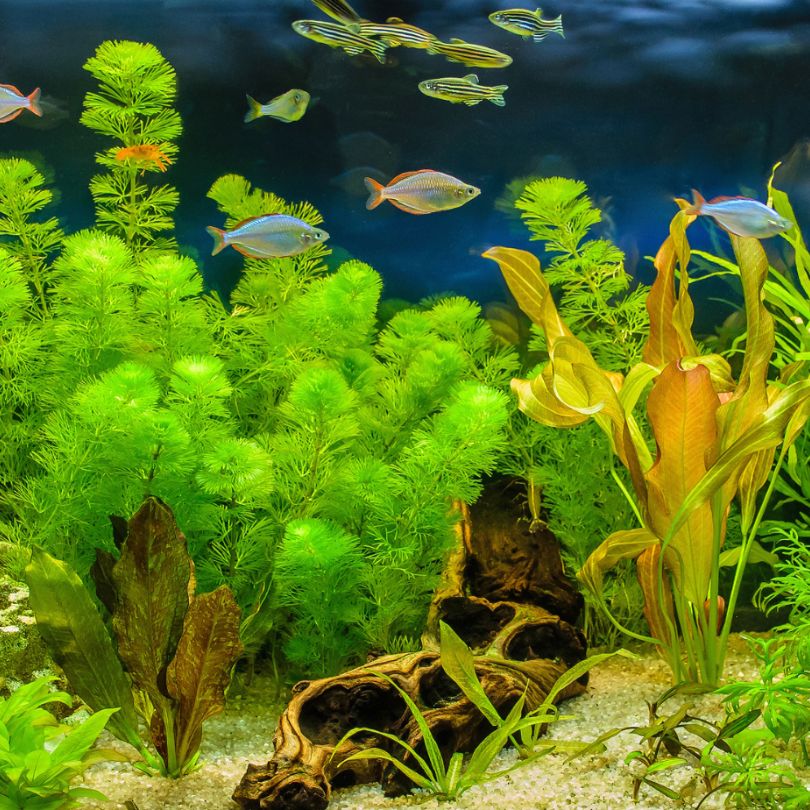 ZGD Akvaristika | Vrtni ribniki Slika trgovine