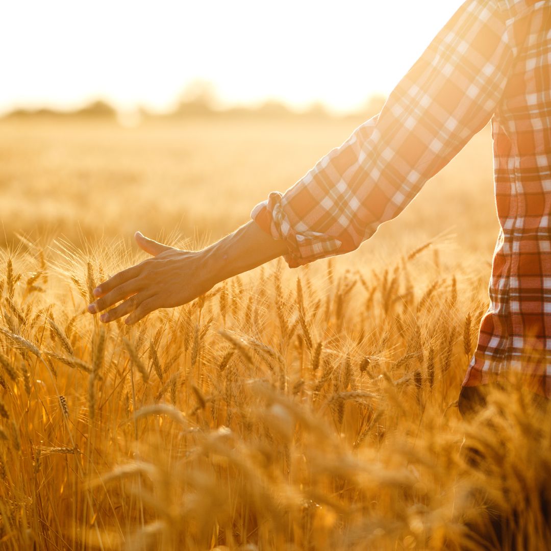 KMETIJSKA ZADRUGA TOLMIN Slika trgovine