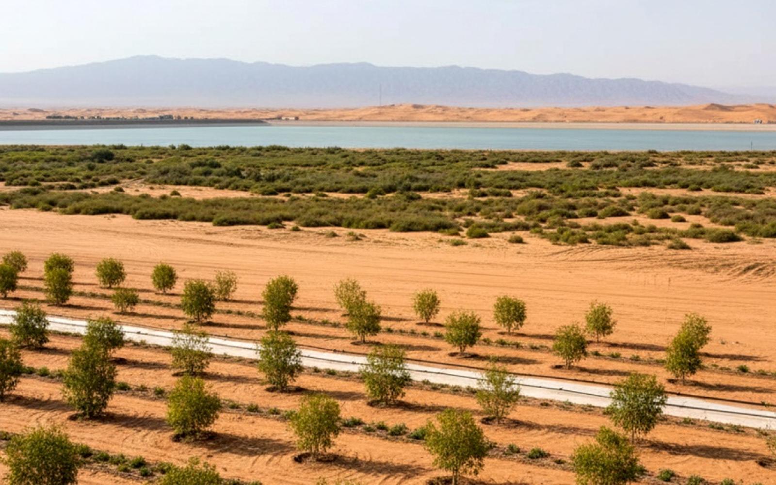 الصين تحول صحراء تاكلاماكان إلى منطقة خضراء بمشروع تشجير ضخم بدأ عام 1978