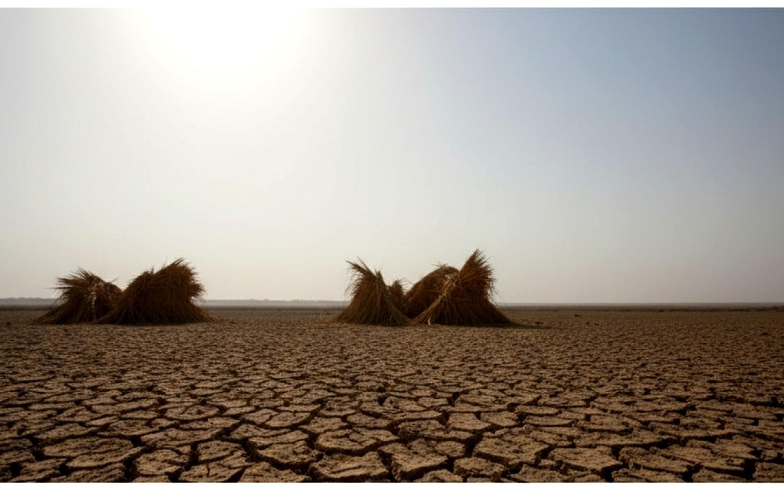 السودان على شفا المجاعة: 21 مليون شخص يواجهون أزمة غذاء حادة تهدد حياتهم