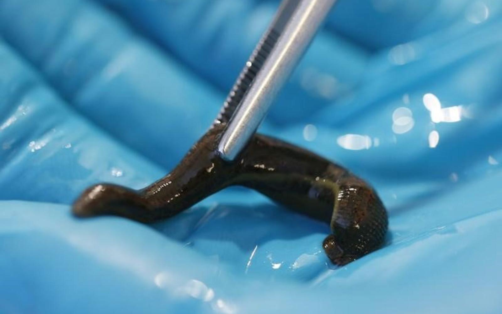 ضبط 90 ألف "دودة علق" مهربة إلى تركيا.. تجارة سرية مربحة تثير الدهشة